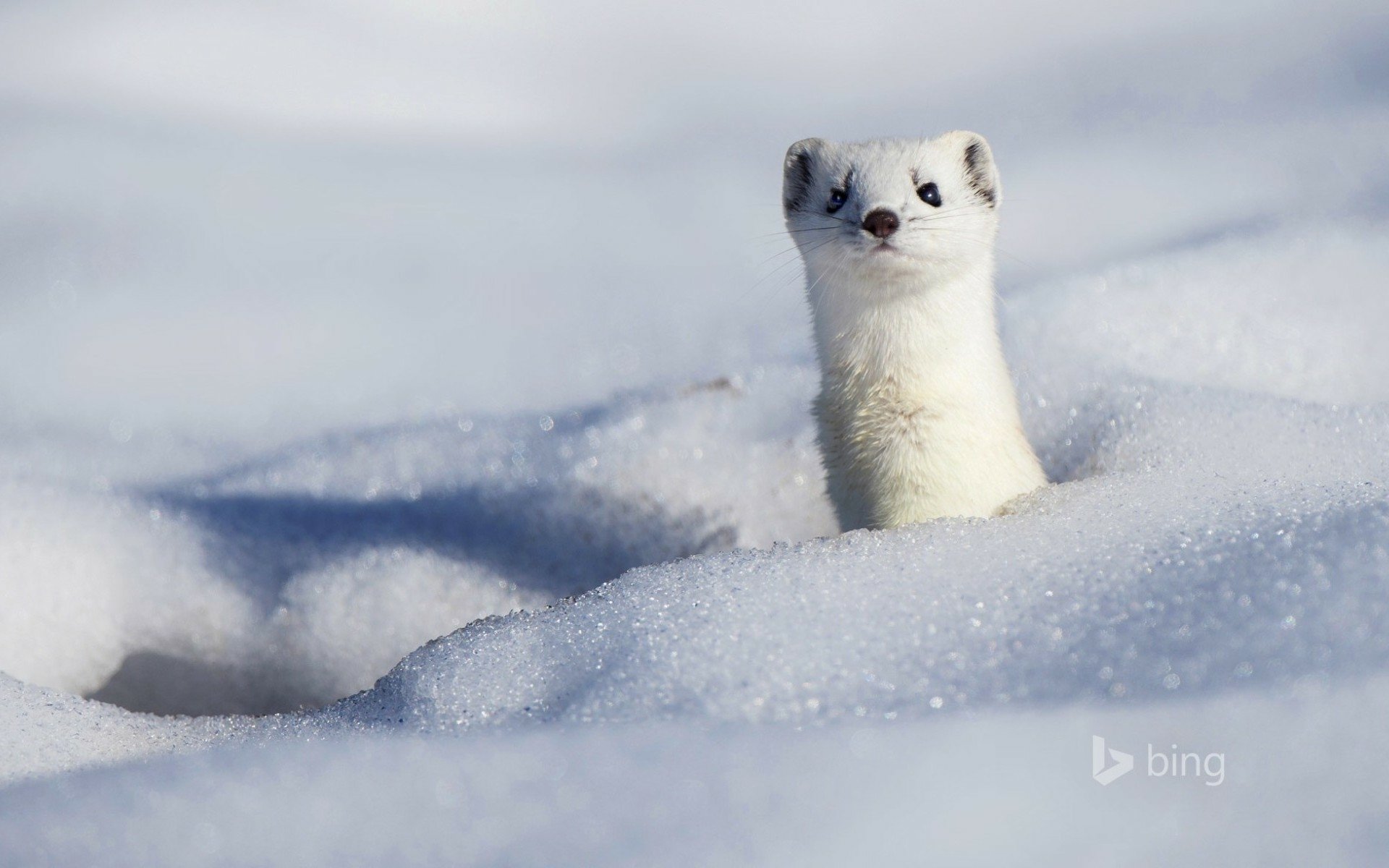 Stoat Full HD Wallpaper and Background | 1920x1200 | ID:561709