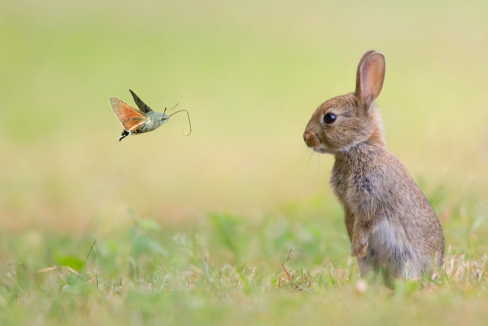 Download Animal Hare HD Wallpaper