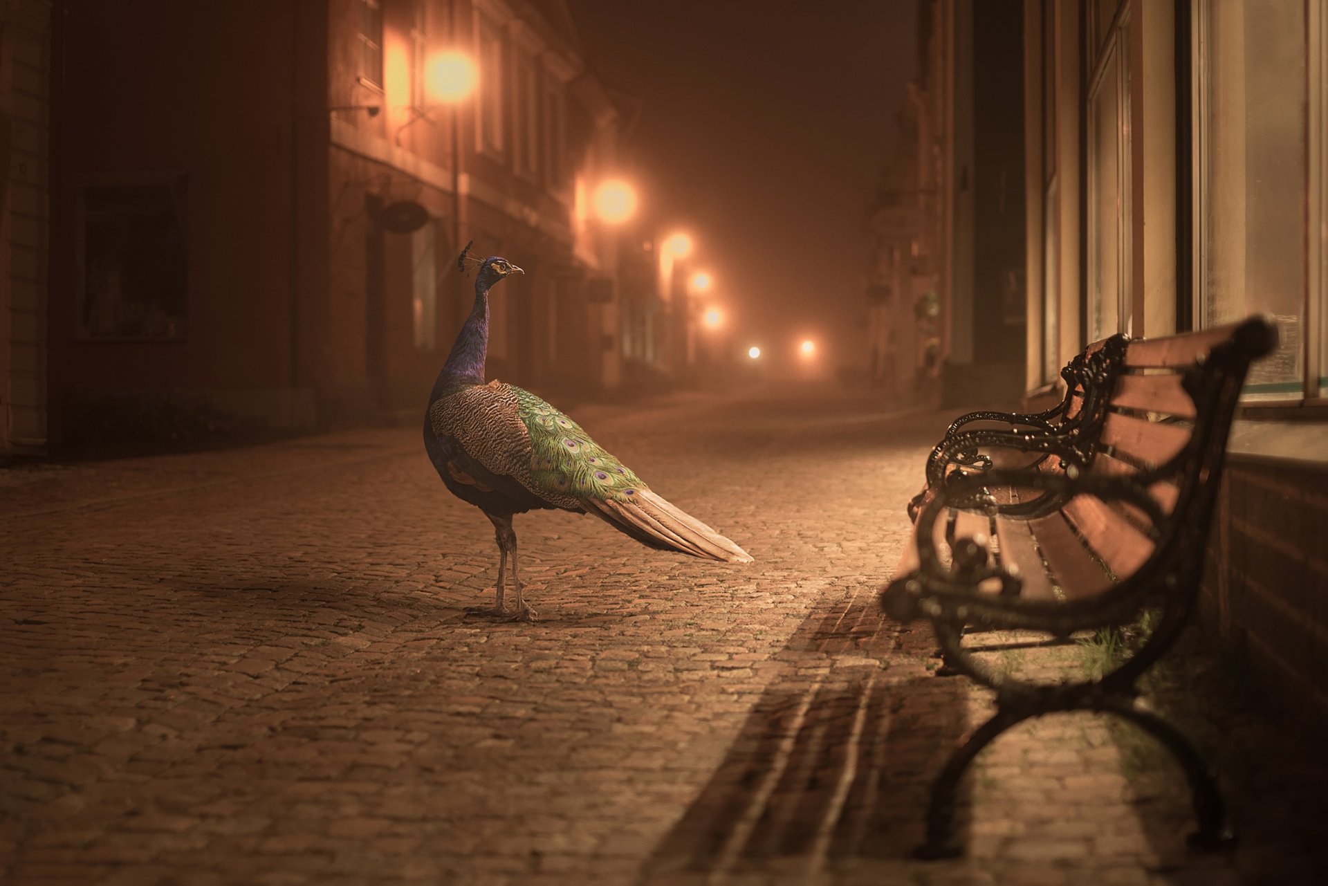 A colorful peacock stands on a cobblestone street, illuminated by soft streetlights, with an empty bench nearby, creating a serene city scene at night. HD desktop wallpaper.