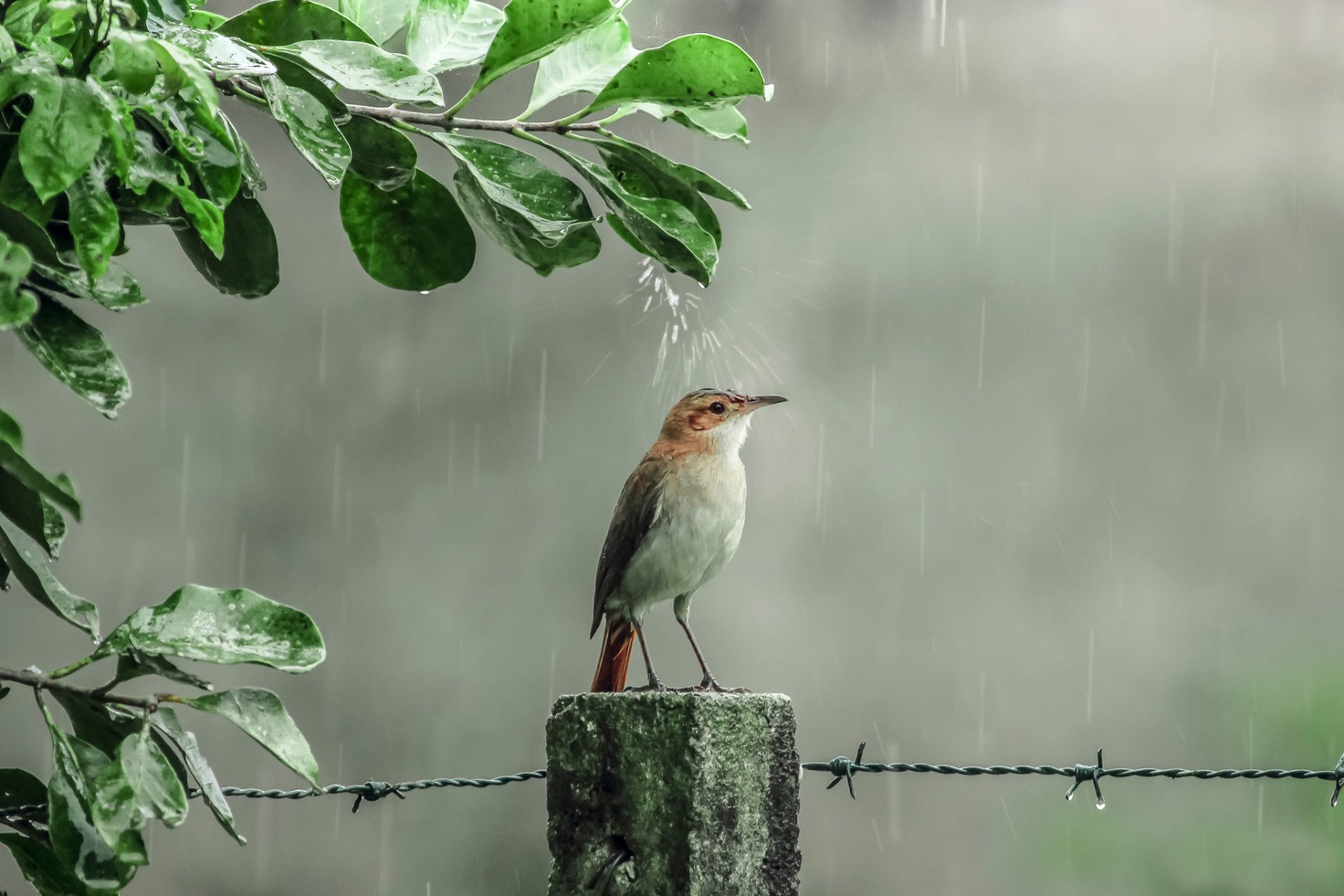 Птица под дождем