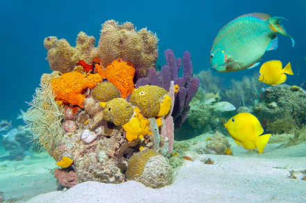 sea bed reef Animal fish HD Desktop Wallpaper | Background Image