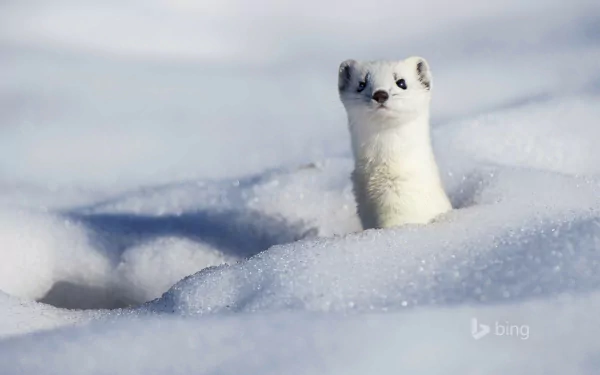 HD PC desktop wallpaper showing a stoat with white winter fur peeking out from snow under a clear blue sky.