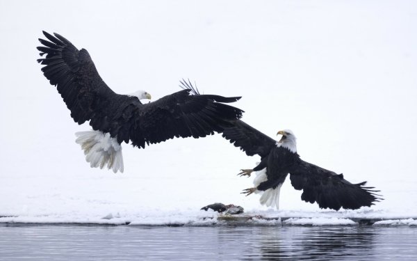 Animal Bald Eagle Birds Eagles Eagle Winter Fish HD Wallpaper | Background Image