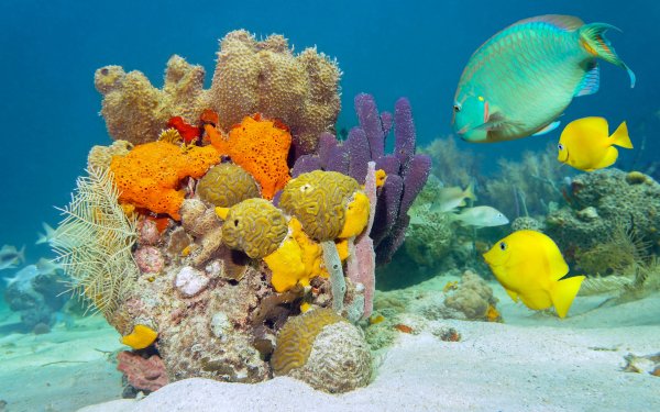 Animal Fish Fishes Reef Sea Bed HD Wallpaper | Background Image