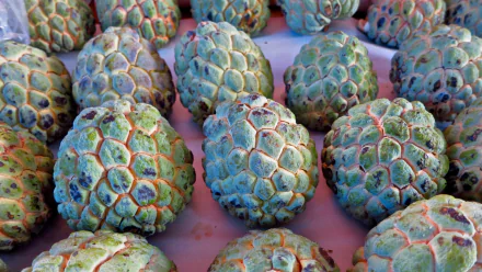 food Sugar Apple HD Desktop Wallpaper | Background Image