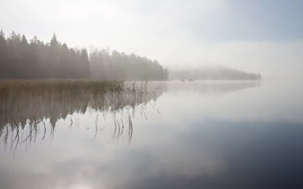 nature fog HD Desktop Wallpaper | Background Image