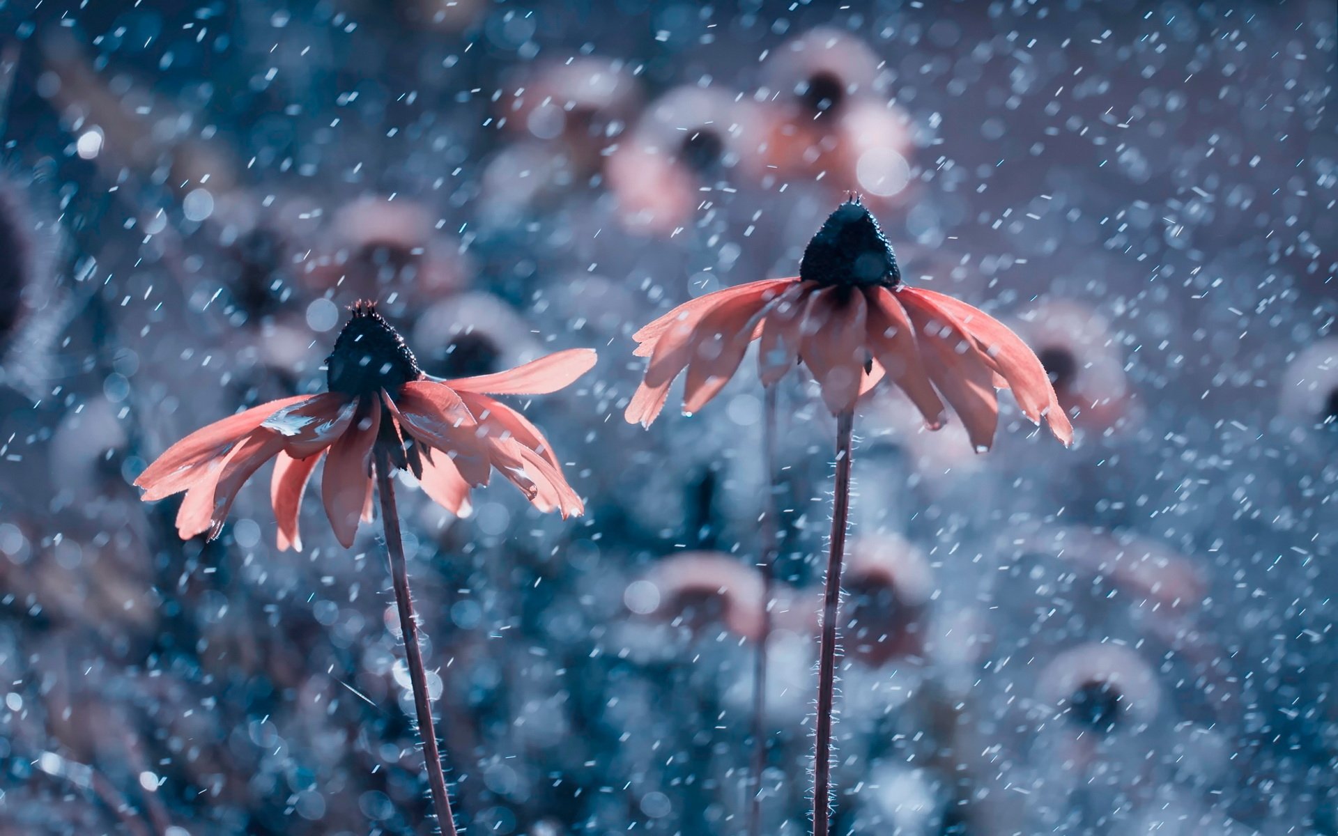 A close-up of two flowers drenched in rain, surrounded by a soft, blurred background, creating a serene and refreshing nature scene. This HD image serves as a vibrant desktop wallpaper.