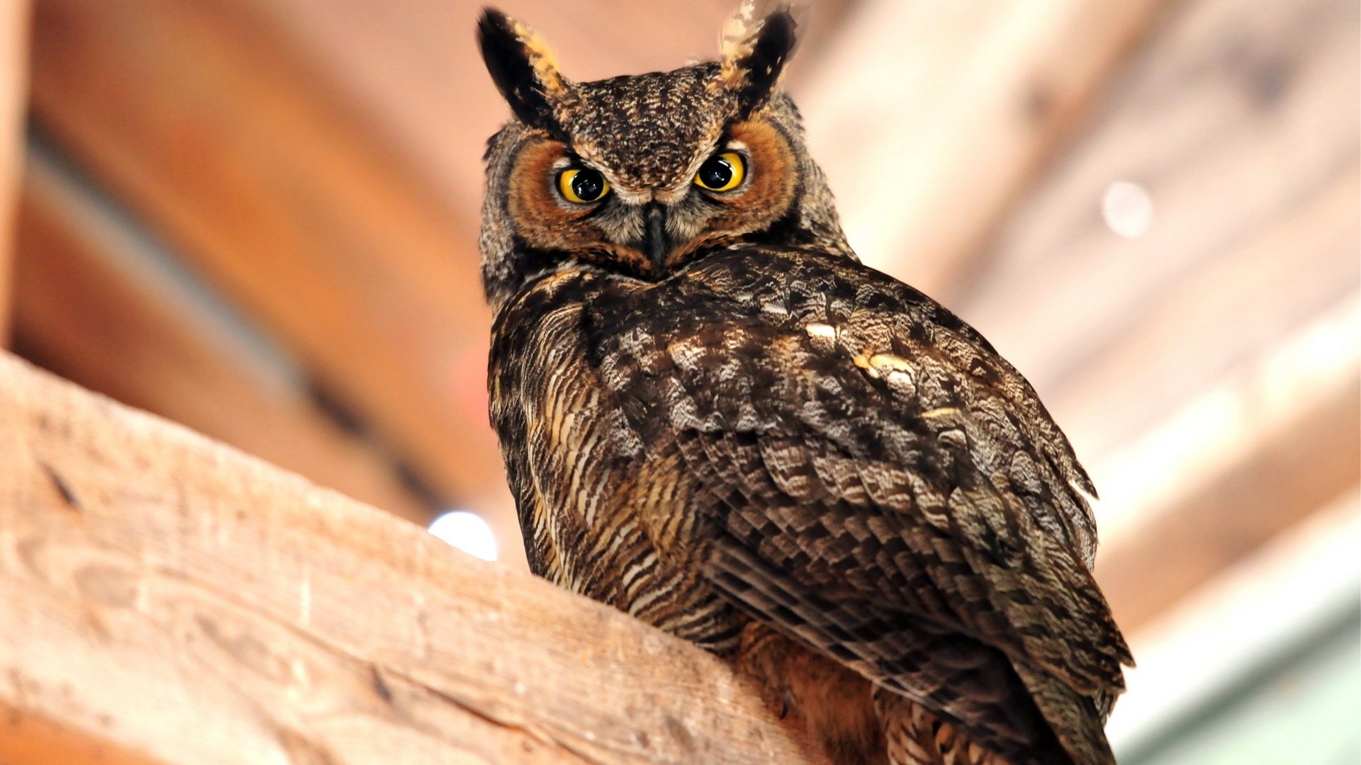 HD PC desktop wallpaper of a vigilant owl with tufted horns, detailed brown feathers and piercing yellow eyes perched on a wooden beam.
