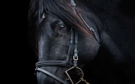 Close-up portrait of a black horse against a dark background in HD quality, designed as a PC desktop wallpaper and background.