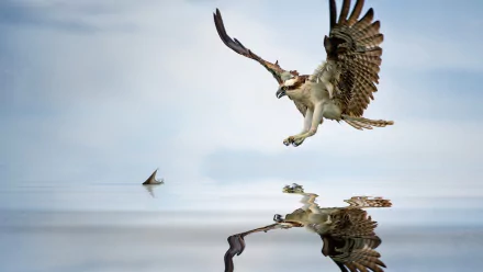 A striking HD wallpaper featuring an eagle in mid-flight, reflected in calm waters, capturing the beauty and grace of this majestic bird.