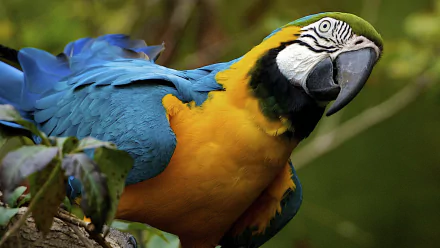 A vibrant blue-and-yellow macaw perched on a branch, captured in high definition for a PC desktop wallpaper and background.