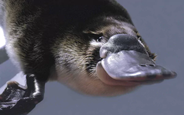 Close-up HD desktop wallpaper of a platypus showcasing its distinctive bill and textured fur against a soft background.