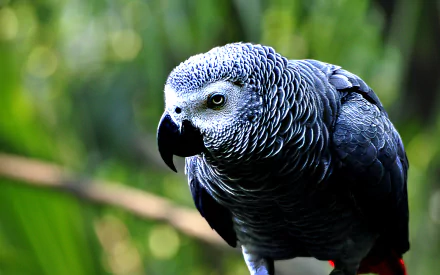 bird Animal African Grey Parrot HD Desktop Wallpaper | Background Image