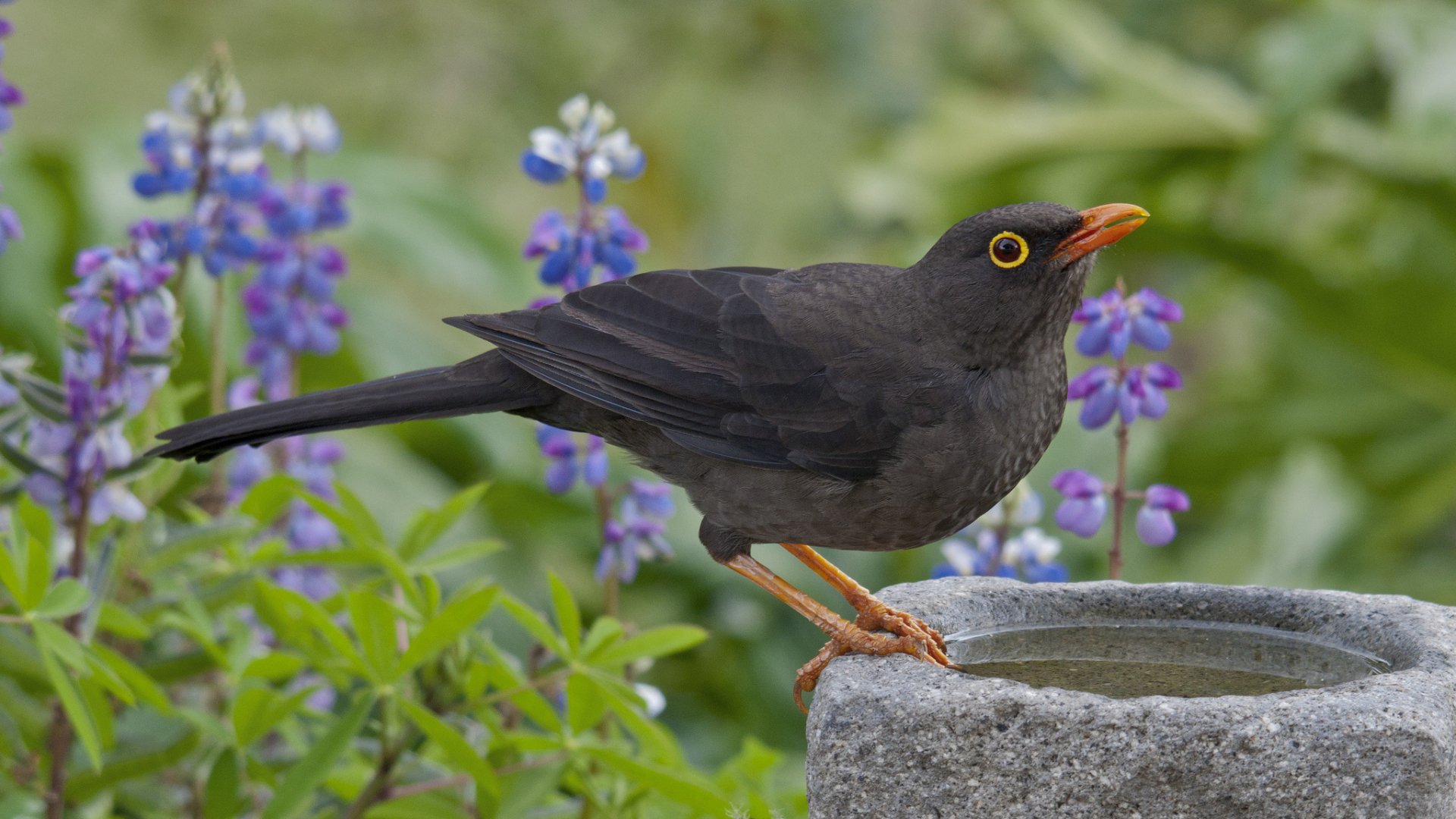 HD desktop wallpaper featuring a common blackbird perched on a stone birdbath with purple flowers and green foliage in the background.