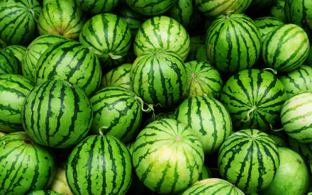 HD desktop wallpaper featuring a vibrant close-up of multiple fresh watermelons, showcasing their green striped rinds in a bright and natural food-themed image.