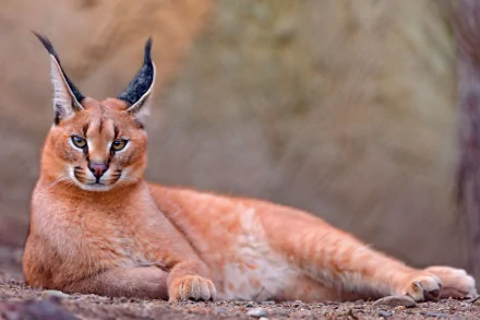  Caracal Cat
