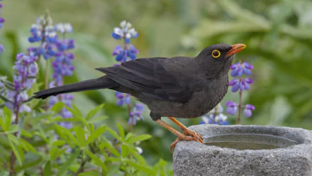 HD desktop wallpaper featuring a common blackbird perched on a stone birdbath with purple flowers and green foliage in the background.