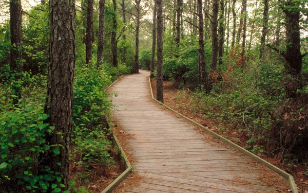HD desktop wallpaper showing a man-made boardwalk path winding through a dense green forest.
