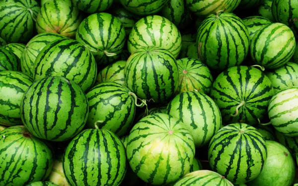 HD desktop wallpaper featuring a vibrant close-up of multiple fresh watermelons, showcasing their green striped rinds in a bright and natural food-themed image.