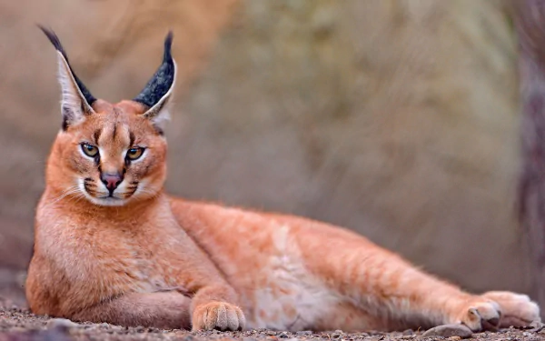 Resting caracal with tufted ears lies on the ground against a blurred natural background, captured in HD quality for a desktop wallpaper.