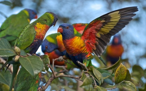 Animal Rainbow Lorikeet Birds Parrots Parrot HD Wallpaper | Background Image