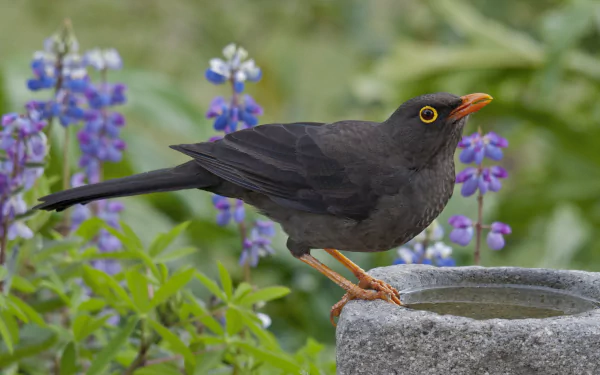 HD desktop wallpaper featuring a common blackbird perched on a stone birdbath with purple flowers and green foliage in the background.