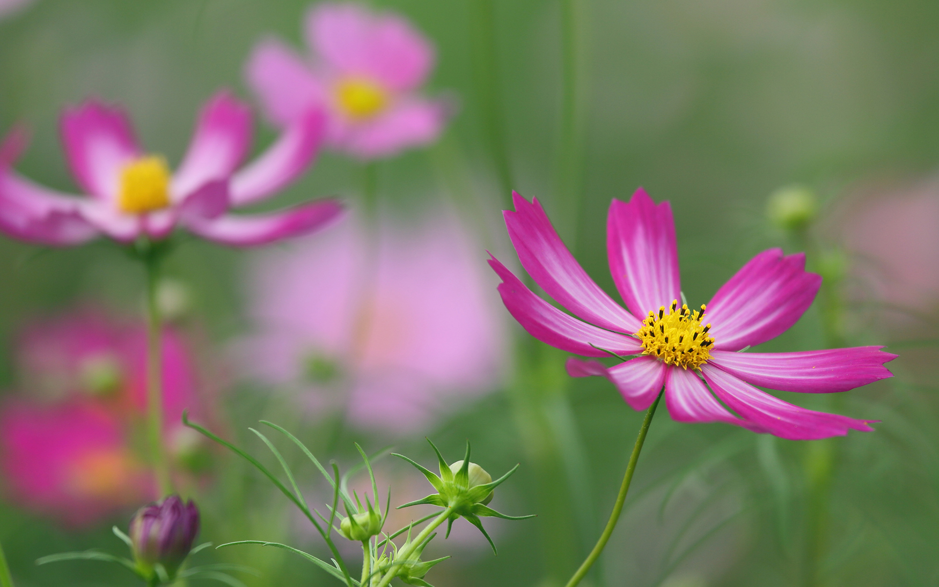 Nature Cosmos HD Wallpaper | Background Image