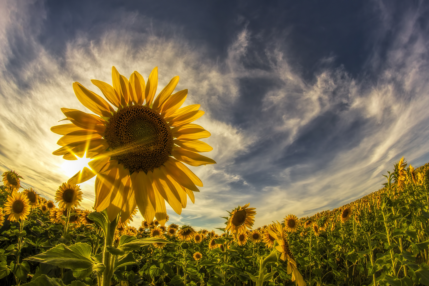 Sunflower. Sunrise and Sunflowers. Sunflower вал. Sunflower стержень. The picture of Sun Flower on Earth.