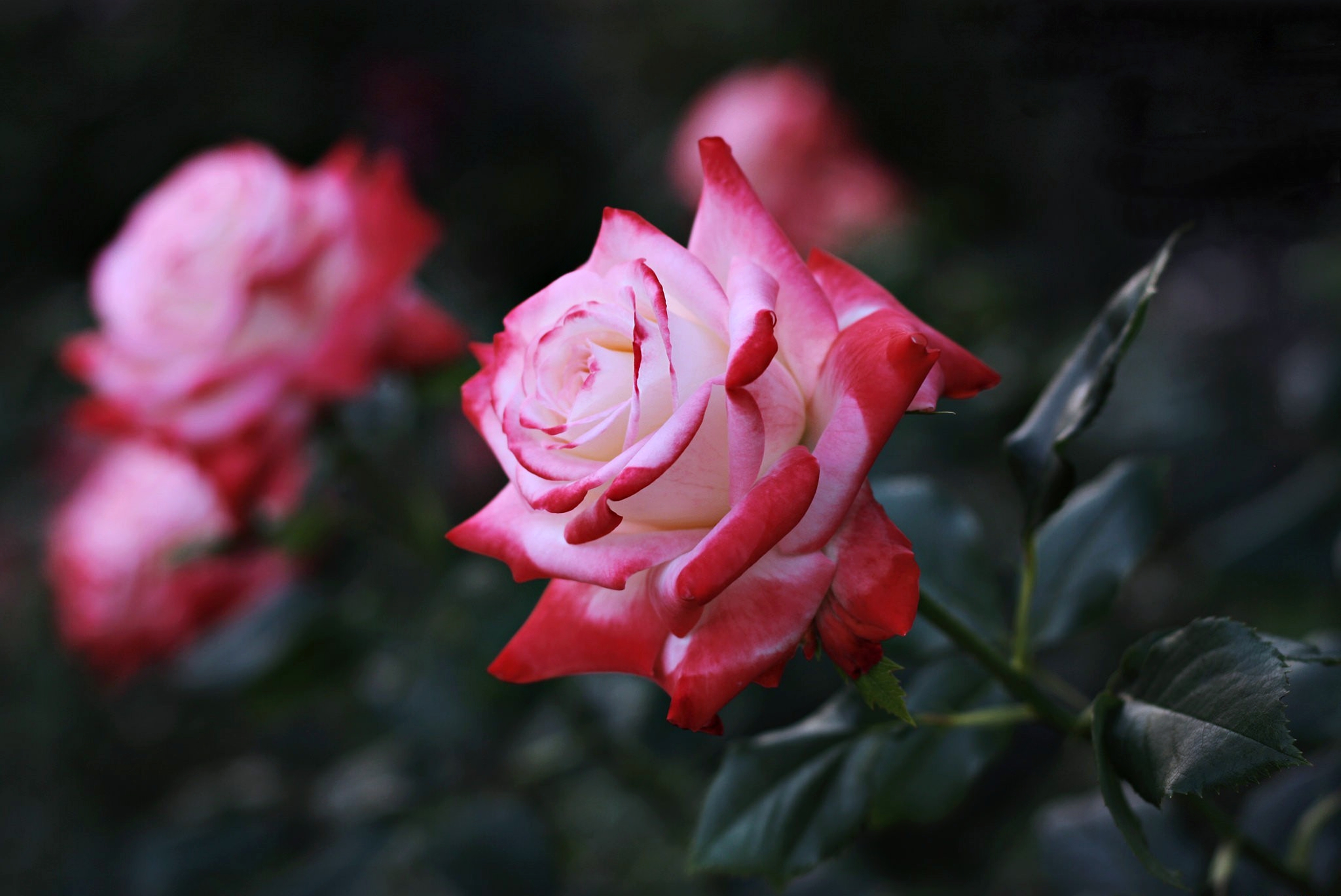 rose 4k Ultra HD Wallpaper and Background Image | 3840x2567 | ID:568700