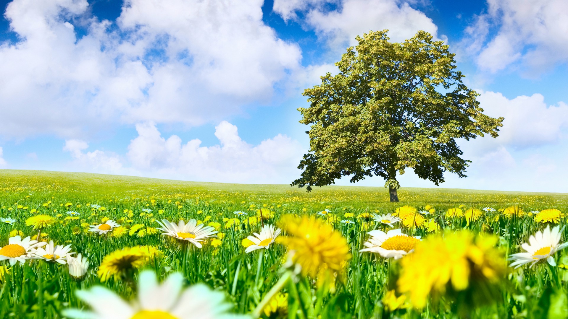 Primavera No Campo Full HD Sfondo And Sfondi 1920x1080 ID 568832