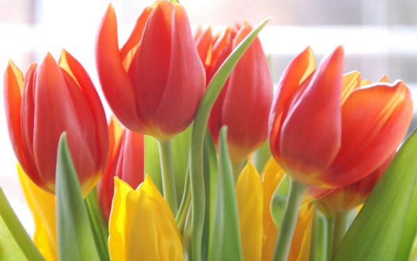 Earth Tulip Flowers Close-Up HD Wallpaper | Background Image