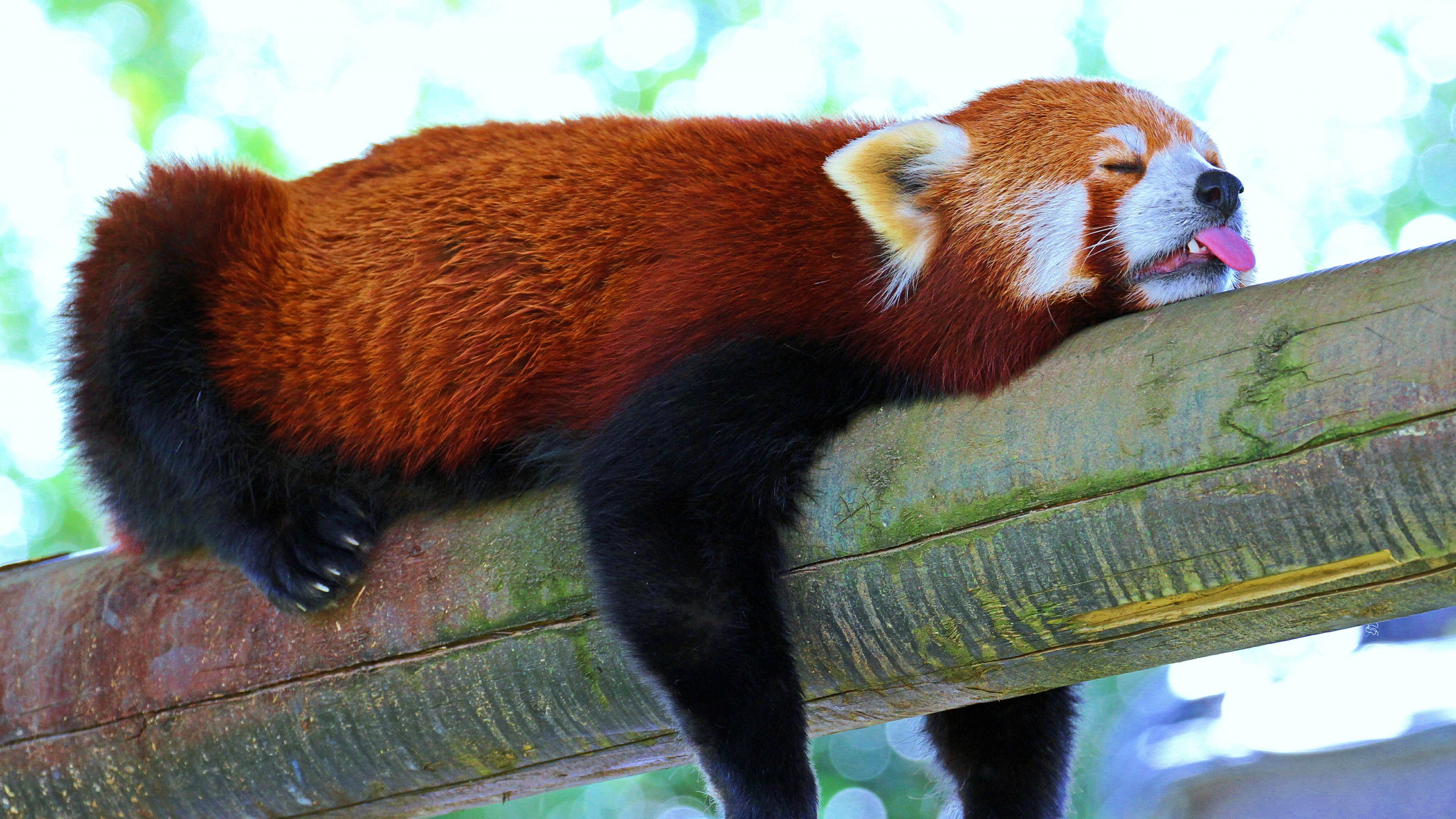 Animaux Panda Roux Fond d'écran HD | Image