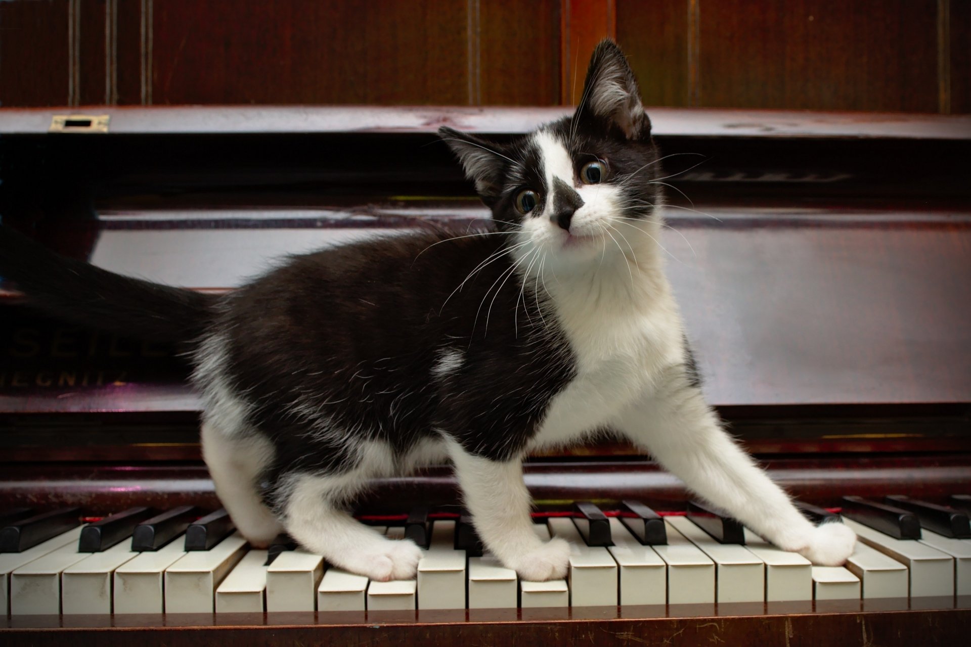 A playful black and white kitten stands on piano keys, creating a funny and charming HD desktop wallpaper featuring a cat interacting with the musical instrument.