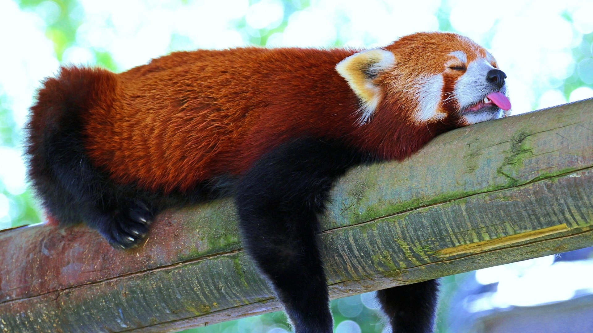 red panda wallpaper 1600x900