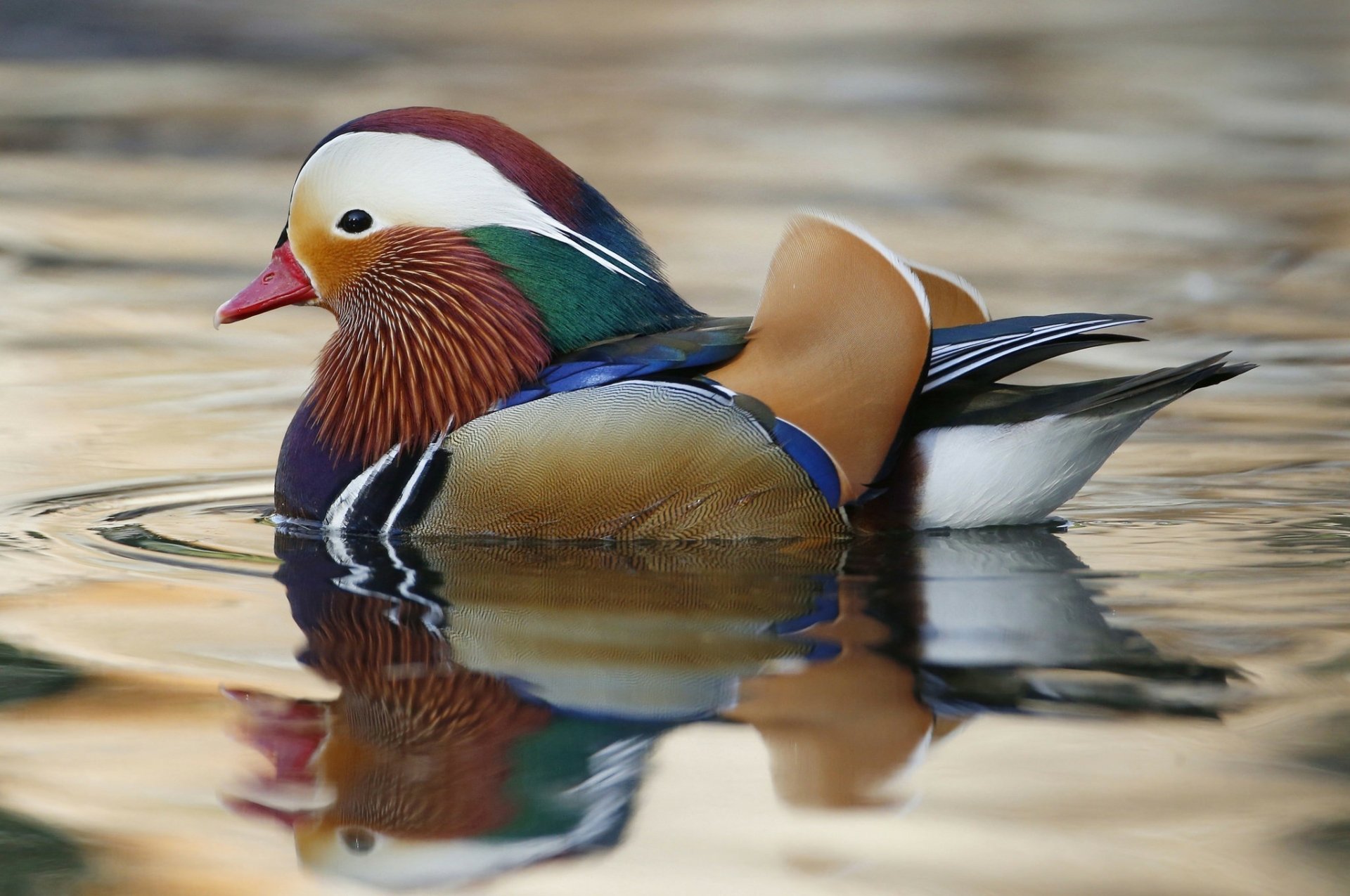 Download Water Animal Mandarin Duck HD Wallpaper