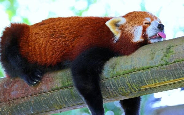 Animal Red Panda Sleeping HD Wallpaper | Background Image