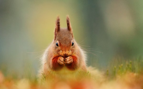 Animal Squirrel HD Wallpaper | Background Image
