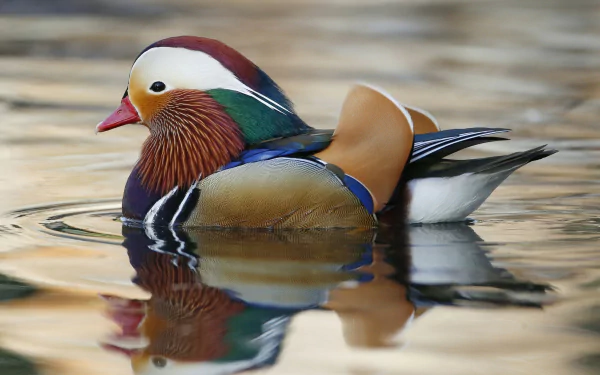 water Animal mandarin duck HD Desktop Wallpaper | Background Image