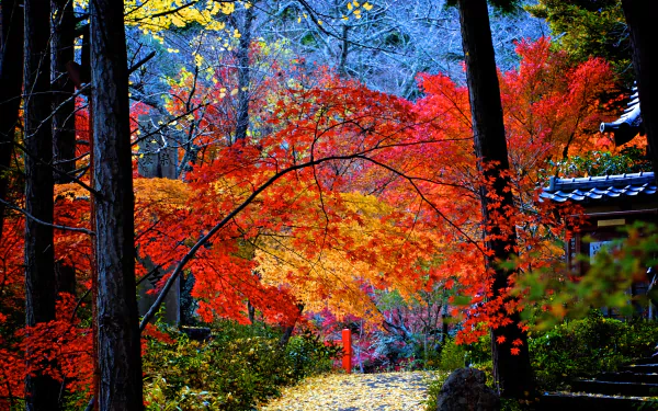 leaf maple leaf tree photography fall HD Desktop Wallpaper | Background Image