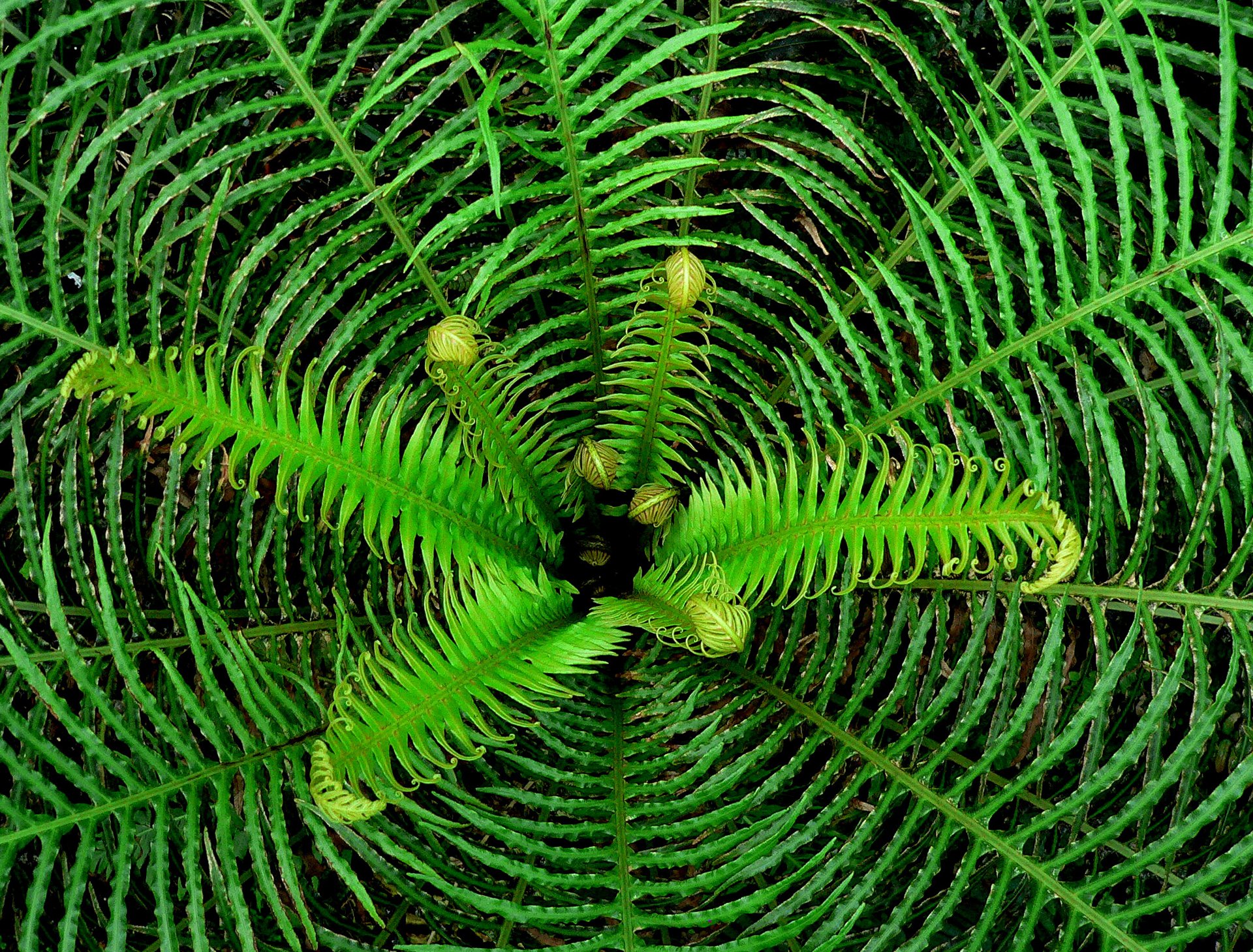 Download Nature Fern HD Wallpaper
