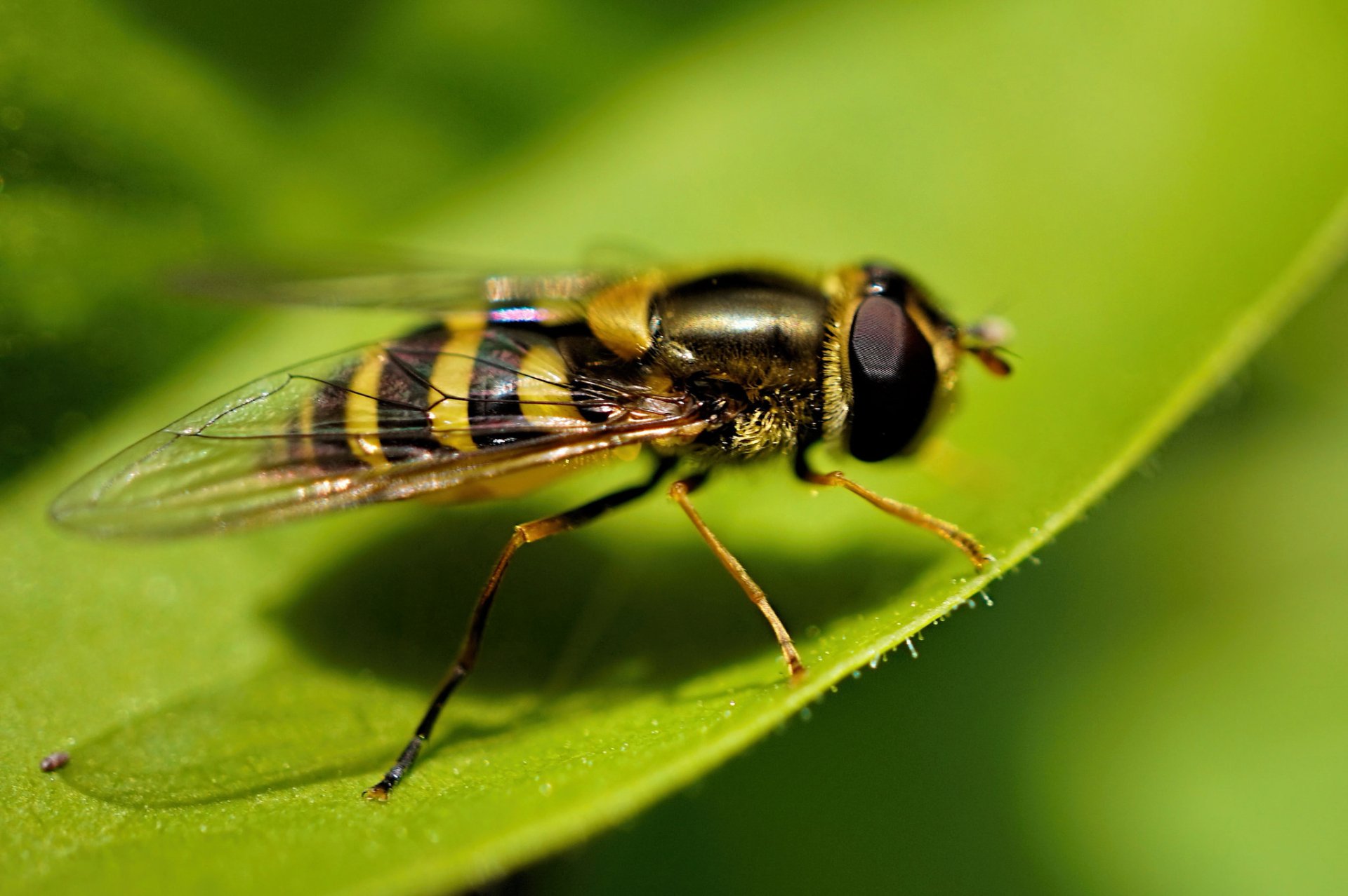 Download Animal Hoverfly HD Wallpaper