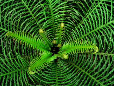 nature fern HD Desktop Wallpaper | Background Image
