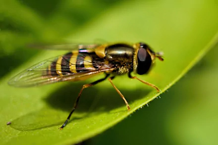 Animal hoverfly HD Desktop Wallpaper | Background Image
