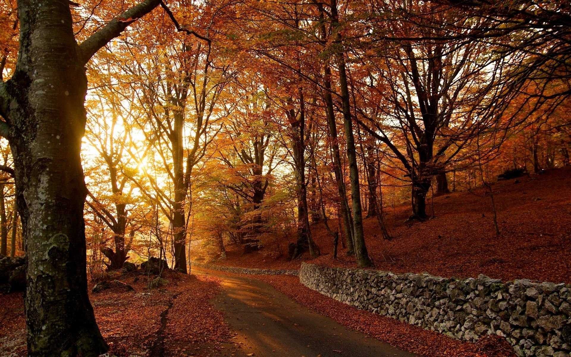 Autumn Radiance: Stunning Fall Nature HD Wallpaper | 1920x1200 ...