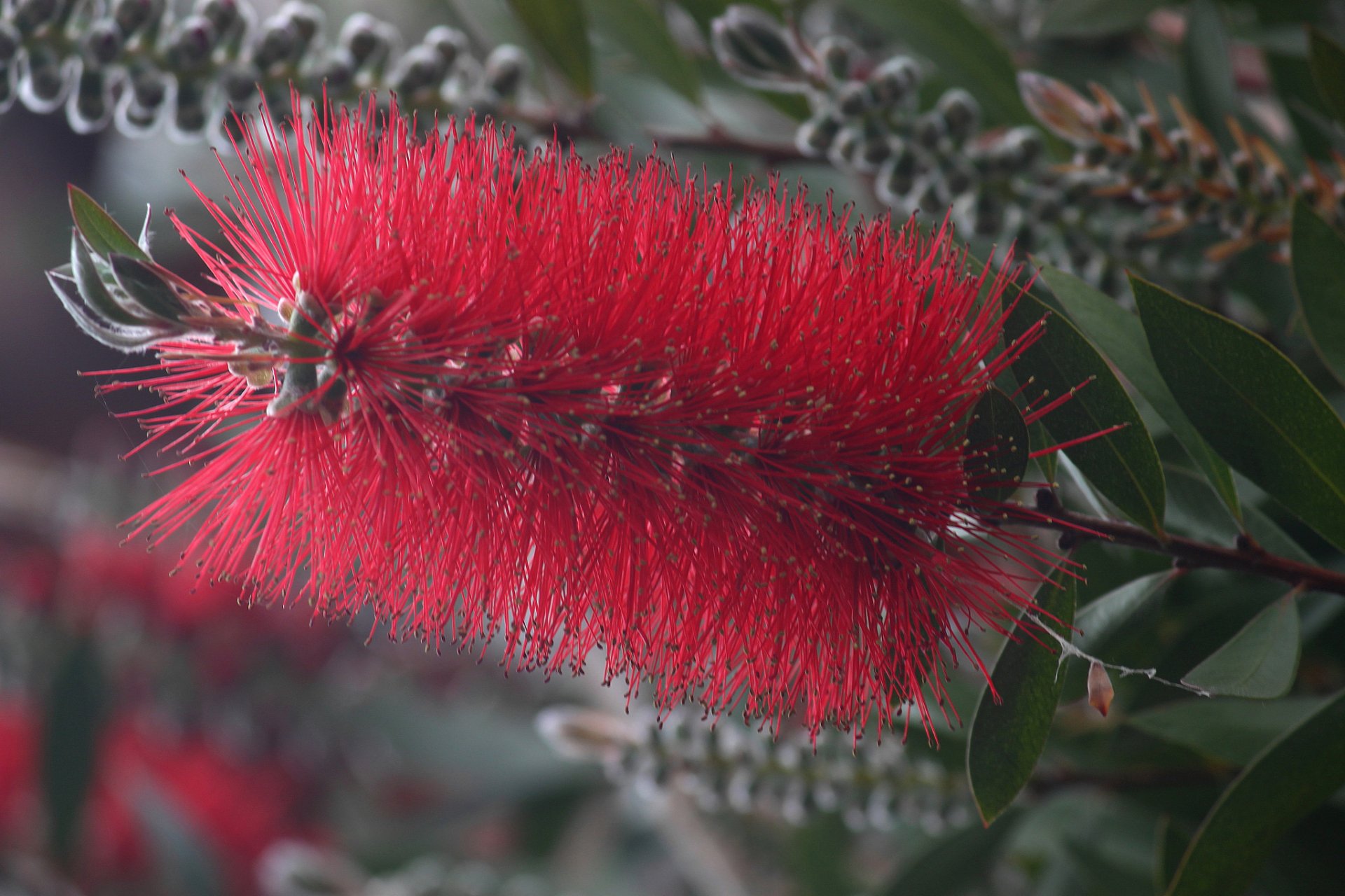 Download Nature Bottlebrush HD Wallpaper