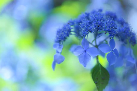 nature hydrangea HD Desktop Wallpaper | Background Image