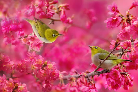 Two Japanese white-eye birds perched on a branch amidst vibrant pink sakura blossoms in a nature-themed HD desktop wallpaper.