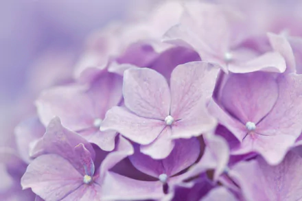 nature hydrangea HD Desktop Wallpaper | Background Image