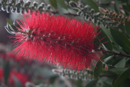 nature bottlebrush HD Desktop Wallpaper | Background Image