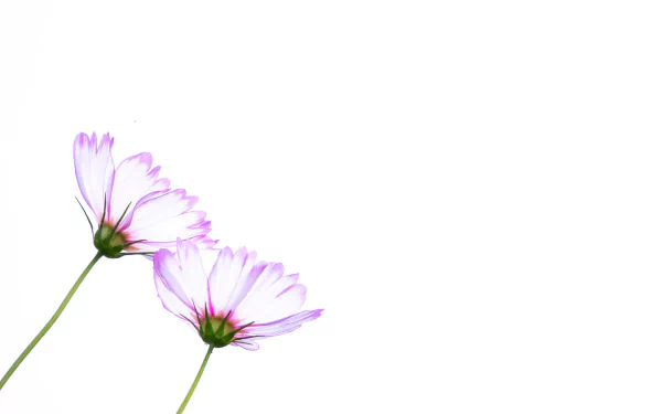 nature Cosmos (Plant) HD Desktop Wallpaper | Background Image